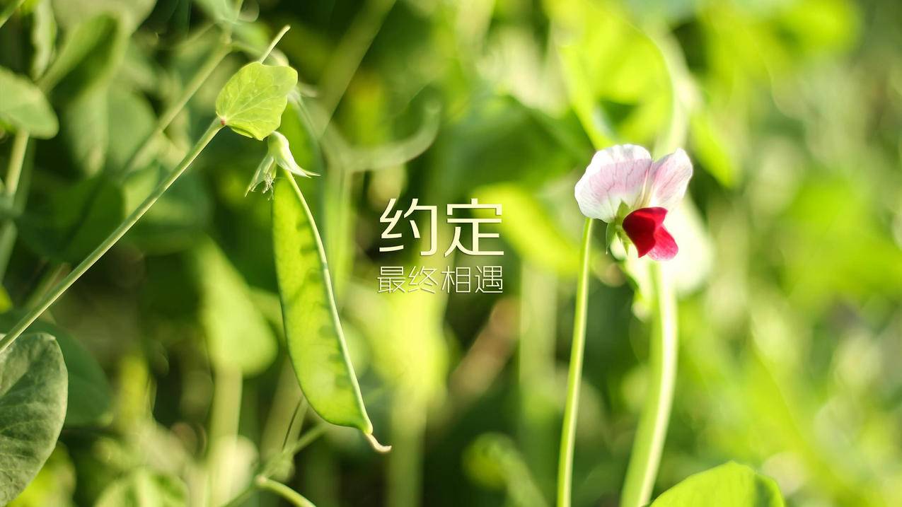 抖音自助平台业务下单真人低|qq刷赞|抖音24小时免费下单